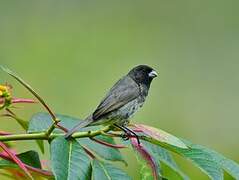 Yellow-bellied Seedeater