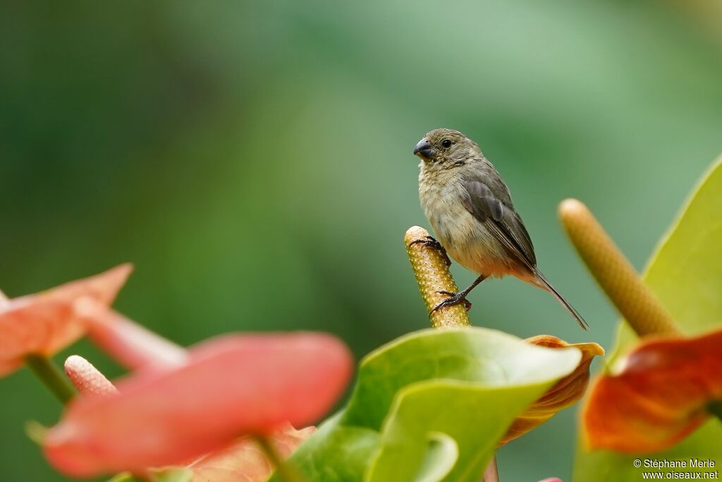 Yellow-bellied Seedeater female adult