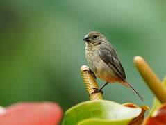 Yellow-bellied Seedeater