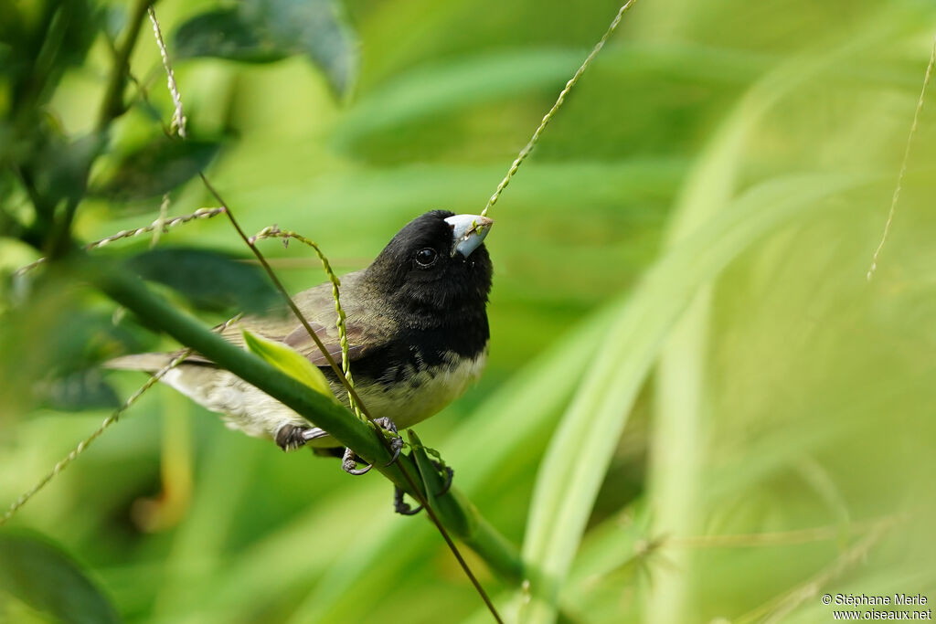 Yellow-bellied Seedeater male adult