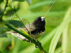 Yellow-bellied Seedeater