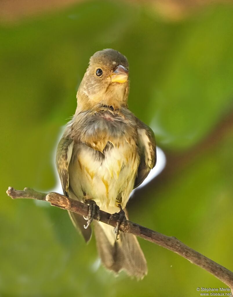 Lined Seedeater female adult