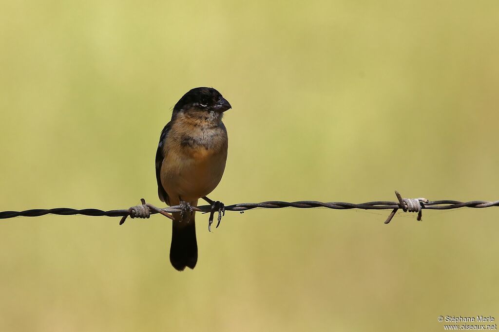 Morelet's Seedeater male adult