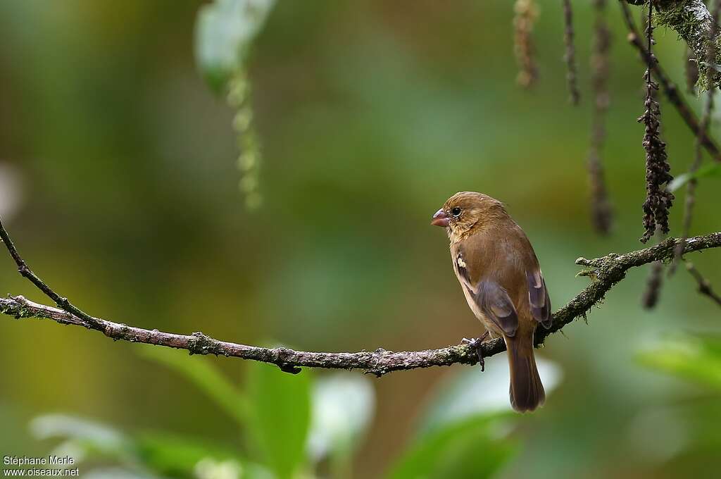 Morelet's Seedeater female adult