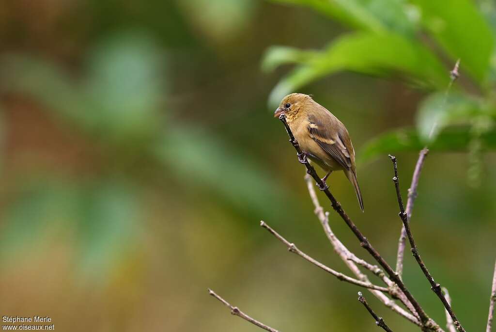 Morelet's Seedeater female adult