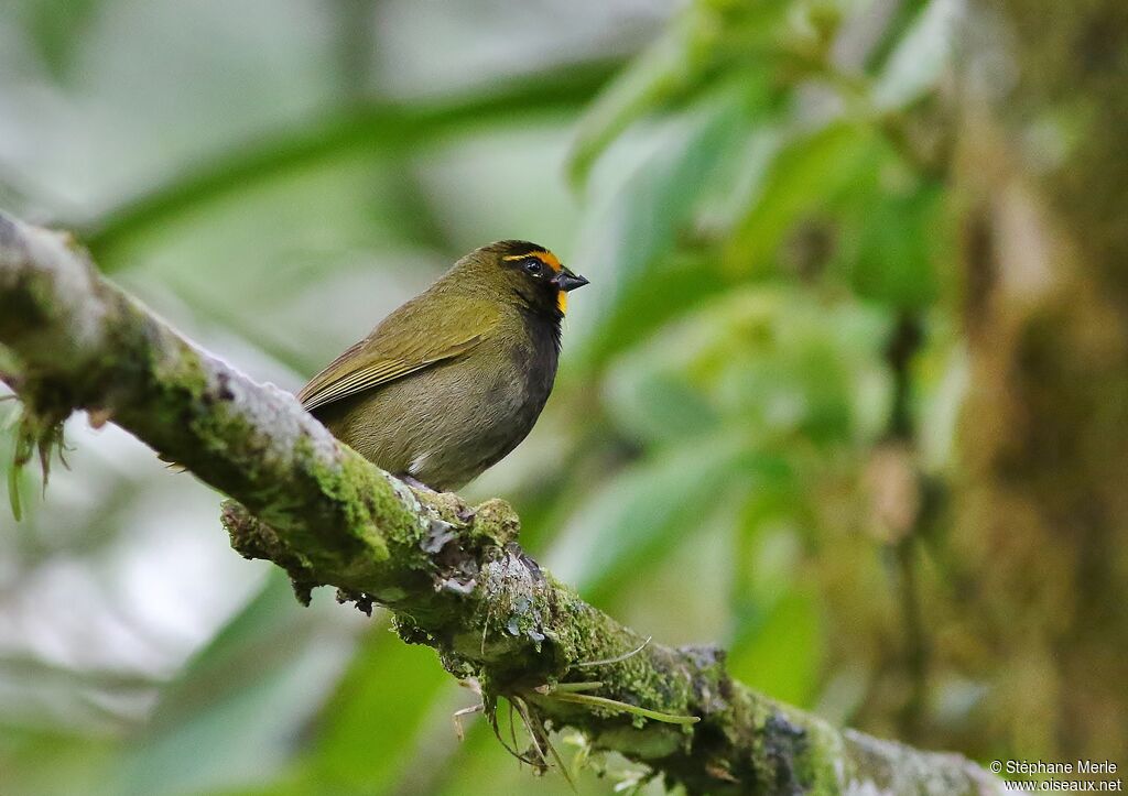 Yellow-faced Grassquitadult