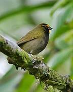 Yellow-faced Grassquit