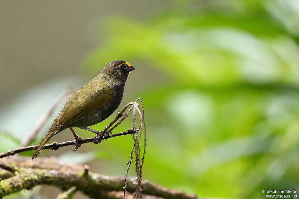 Yellow-faced Grassquitadult