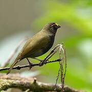 Yellow-faced Grassquit