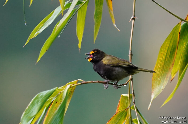 Yellow-faced Grassquit male adult