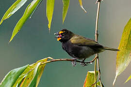 Yellow-faced Grassquit