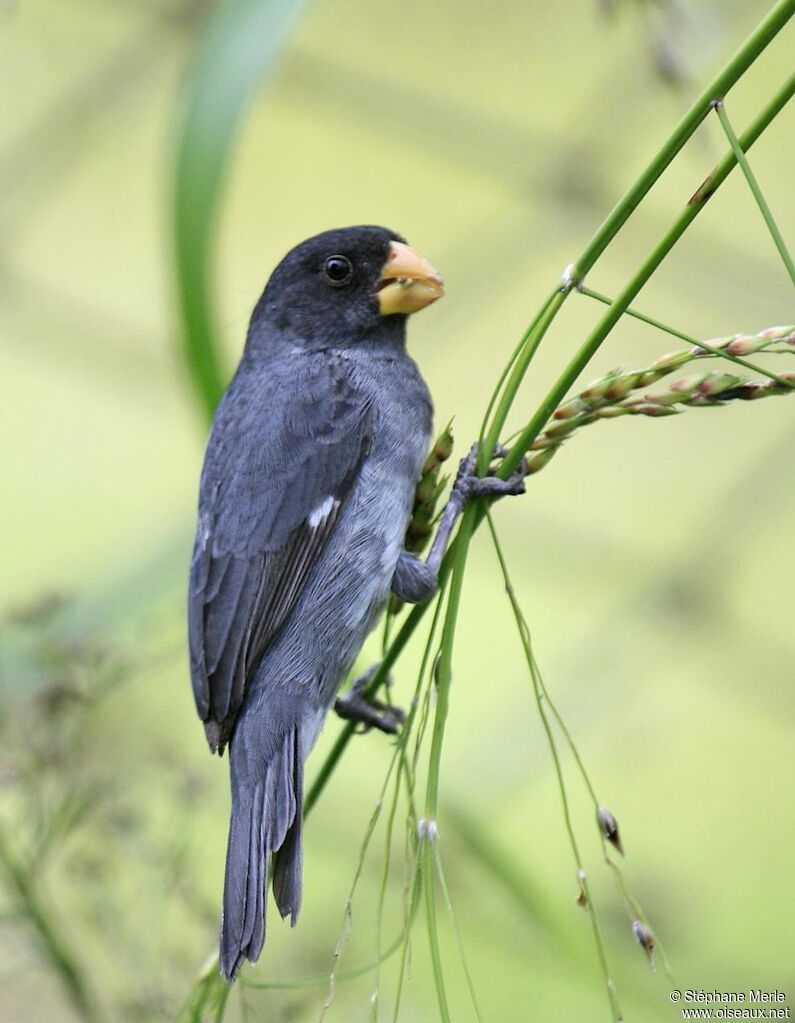 Grey Seedeater