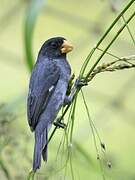 Grey Seedeater