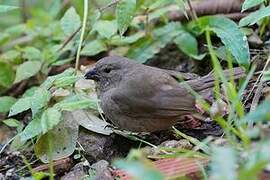 Dull-colored Grassquit