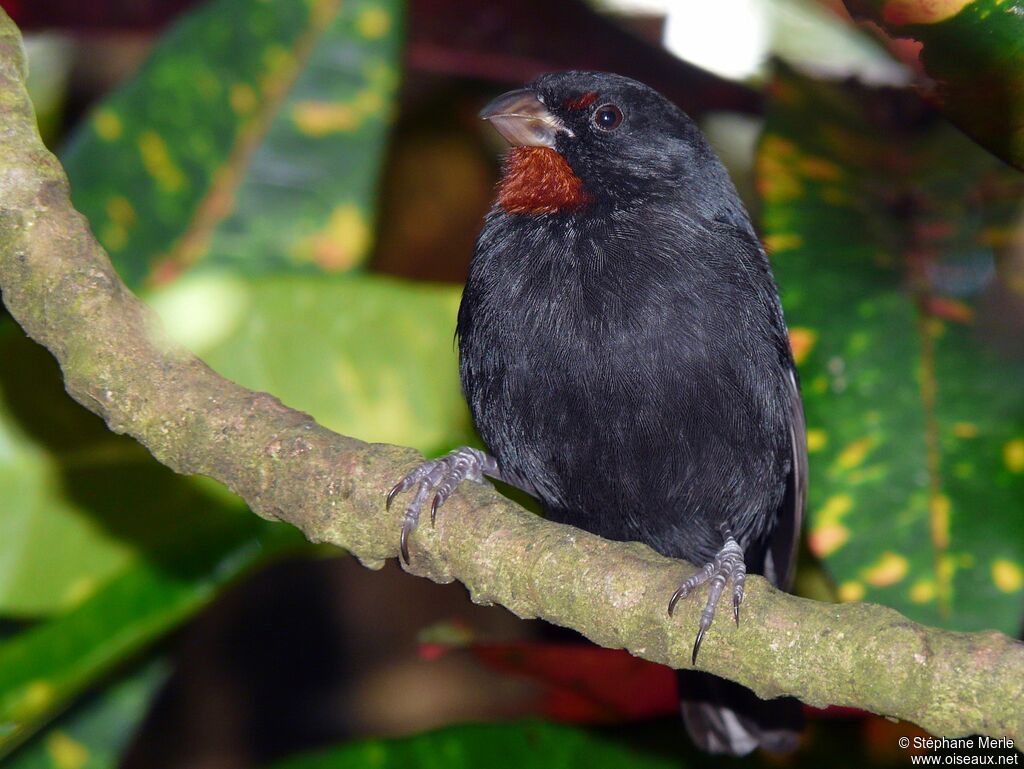 Lesser Antillean Bullfinch male adult