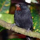 Sporophile rougegorge