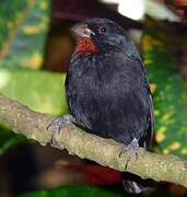 Lesser Antillean Bullfinch