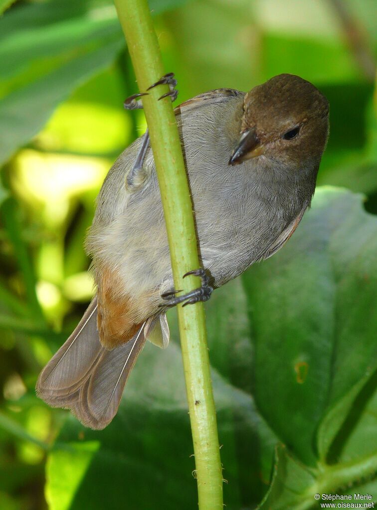 Lesser Antillean Bullfinch female