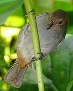 Lesser Antillean Bullfinch