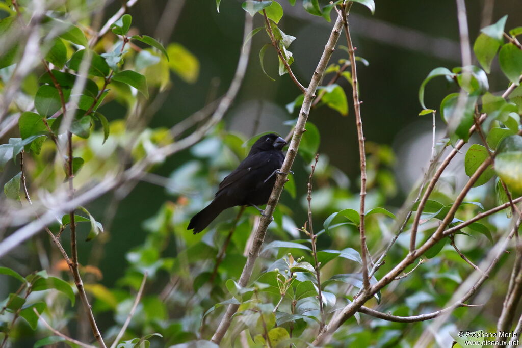 Variable Seedeater male adult