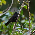 Sporophile variable
