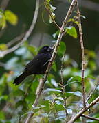 Variable Seedeater