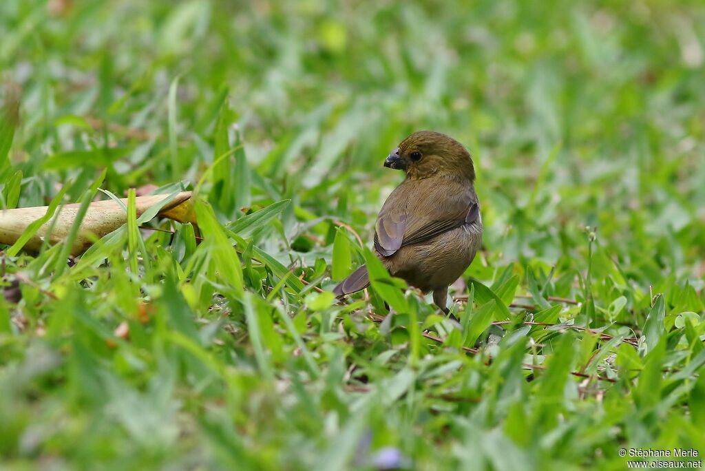 Variable Seedeater female