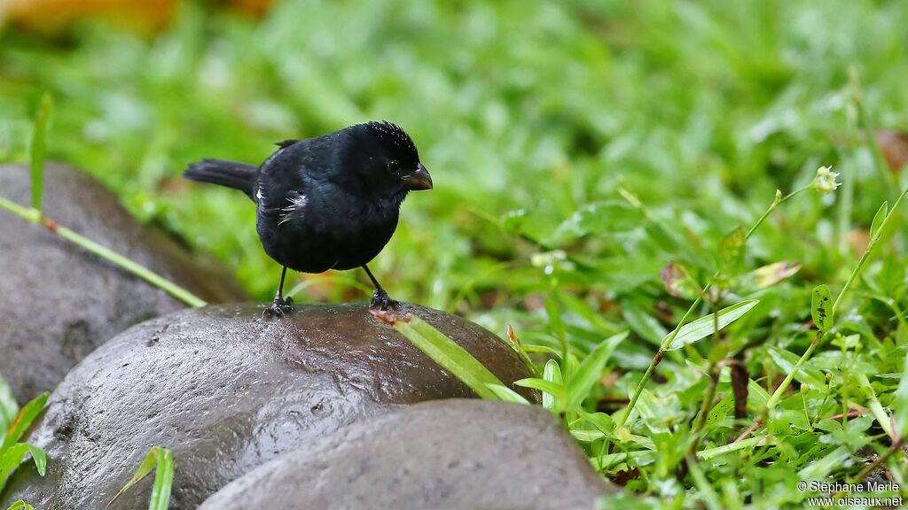 Variable Seedeater male adult, Behaviour