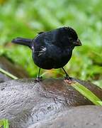 Variable Seedeater