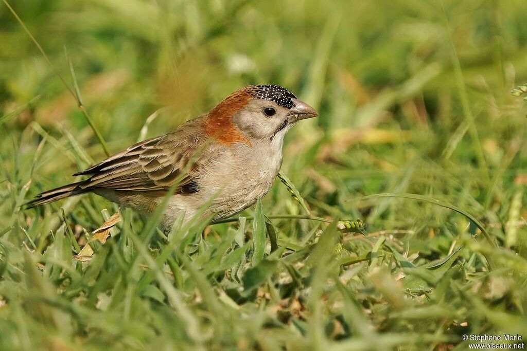 Speckle-fronted Weaveradult