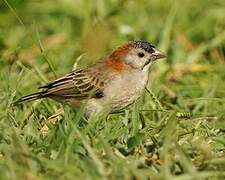 Speckle-fronted Weaver