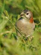 Speckle-fronted Weaver