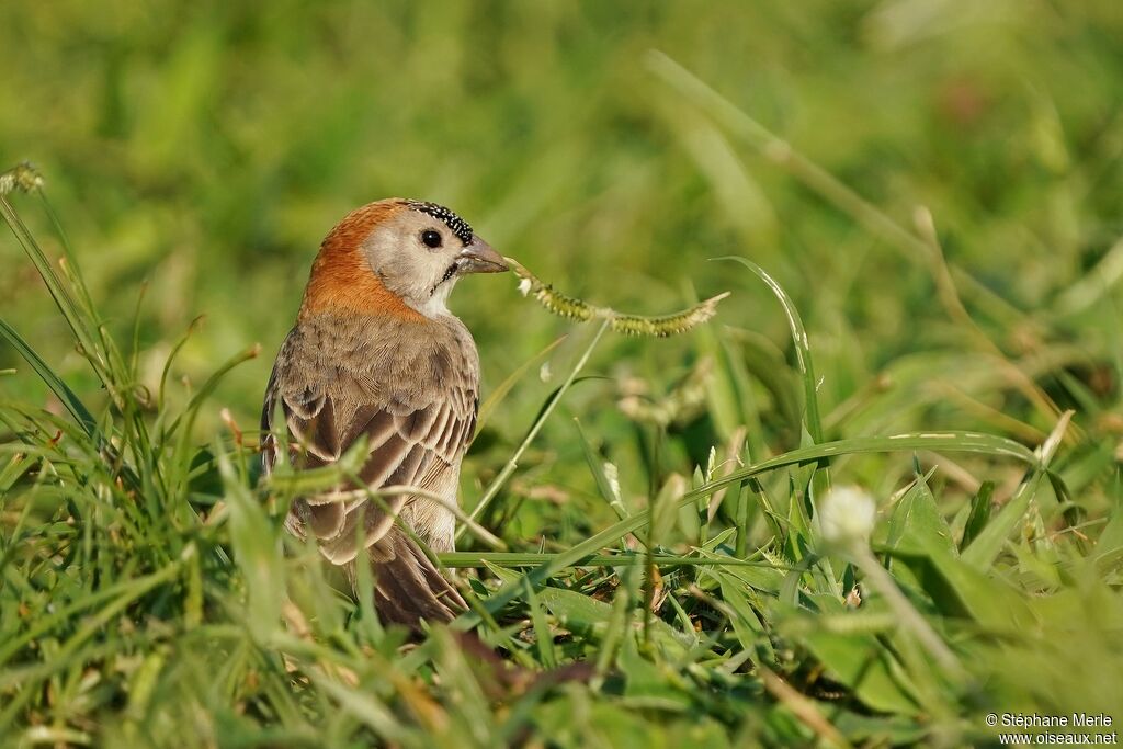 Speckle-fronted Weaveradult