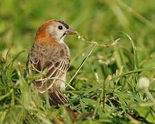 Speckle-fronted Weaver