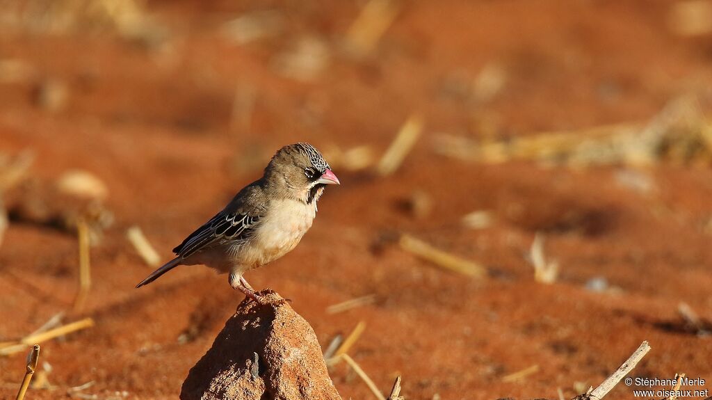 Scaly-feathered Weaveradult