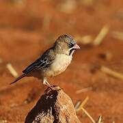 Scaly-feathered Weaver