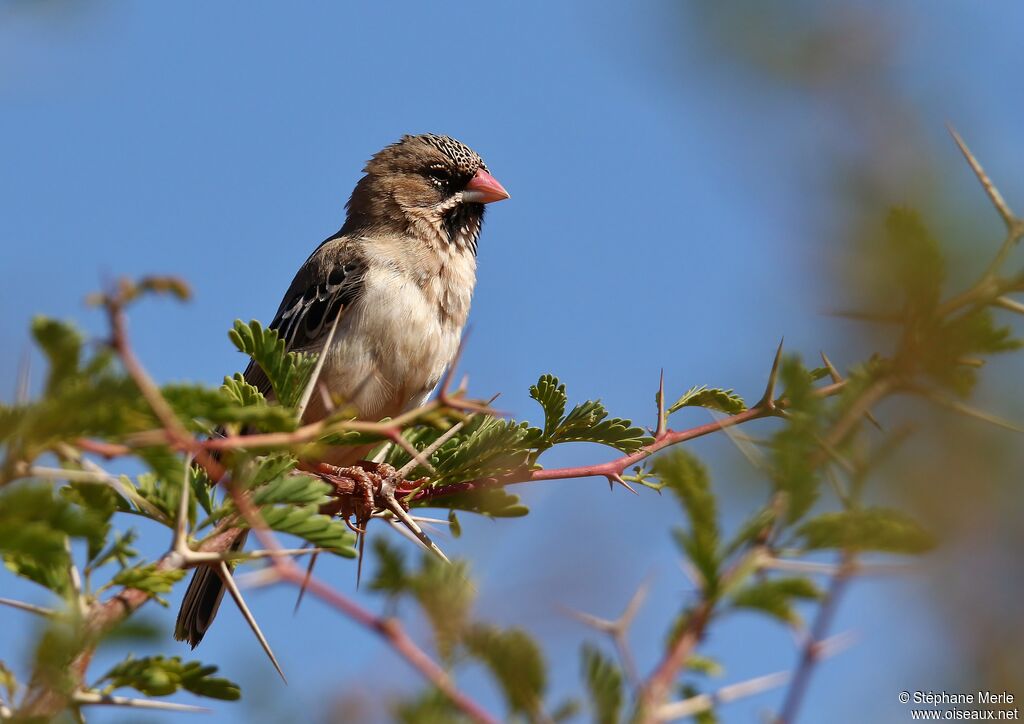 Sporopipe squameuxadulte