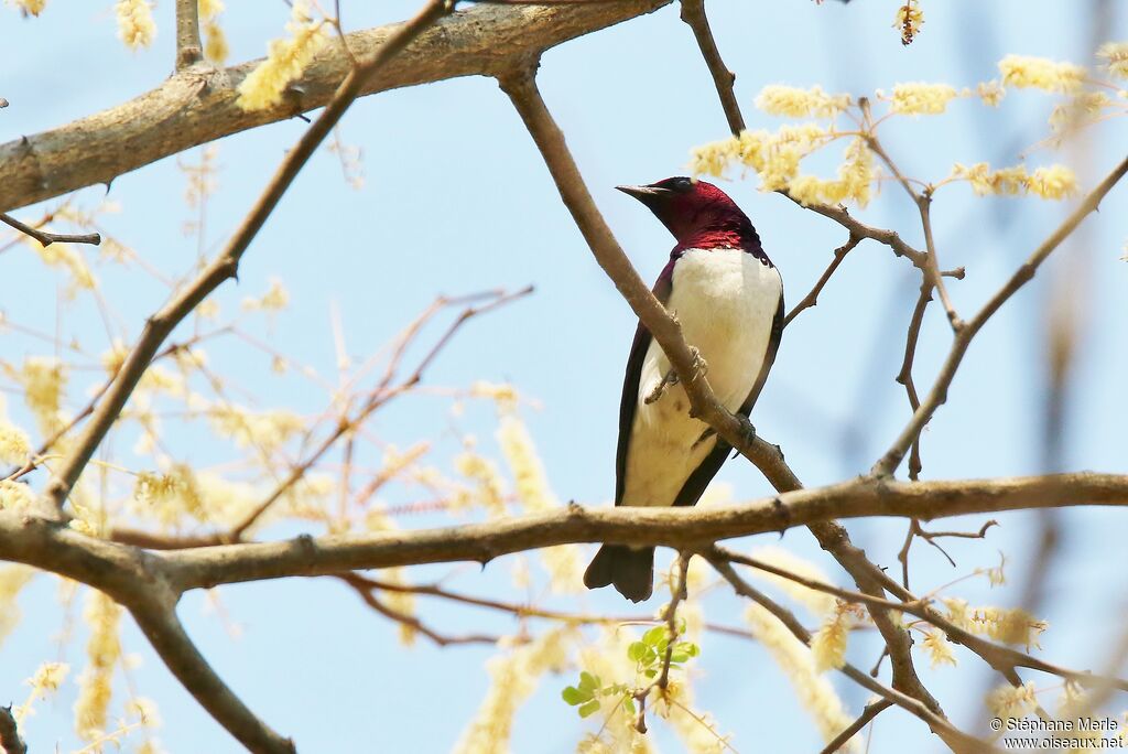 Violet-backed Starling