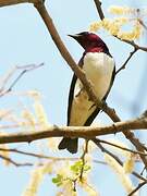 Violet-backed Starling