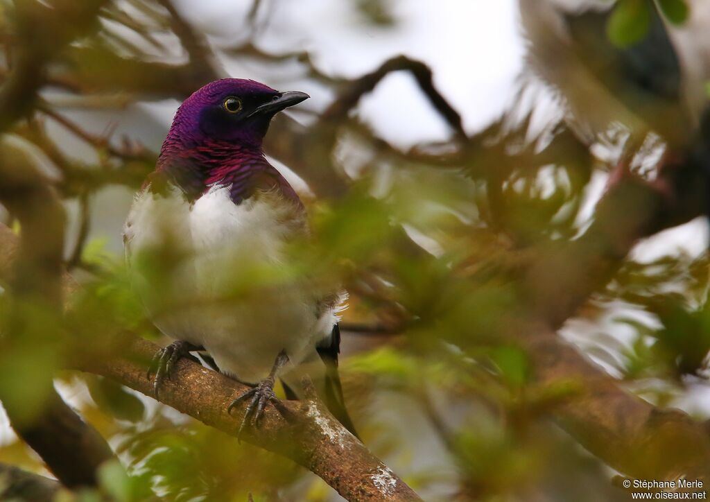 Violet-backed Starling male adult