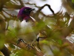 Violet-backed Starling