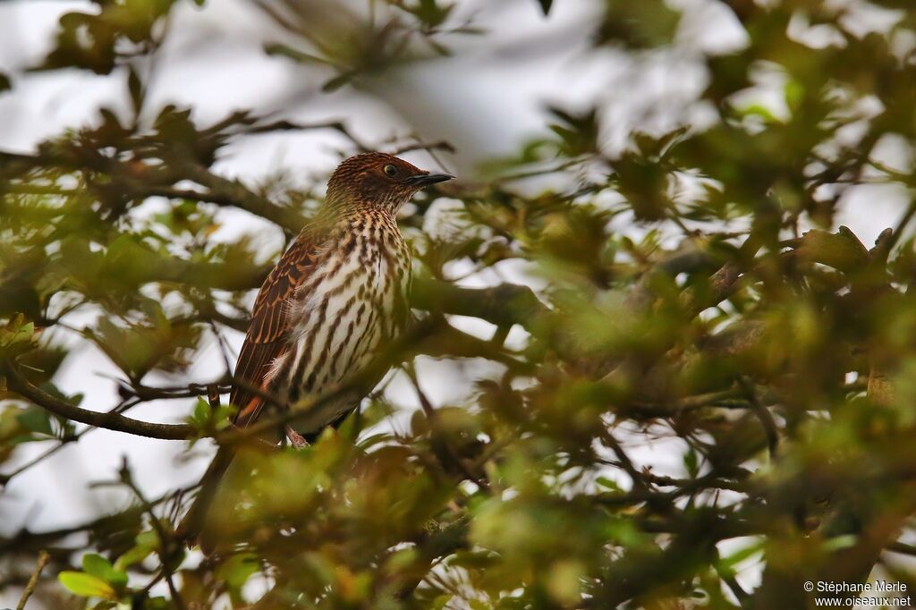 Violet-backed Starling female