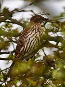 Violet-backed Starling