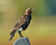 Pied Starling