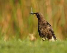 Pied Starling