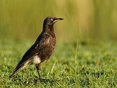 Pied Starling