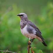 Fischer's Starling