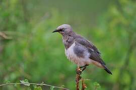 Fischer's Starling