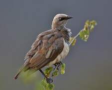 Fischer's Starling