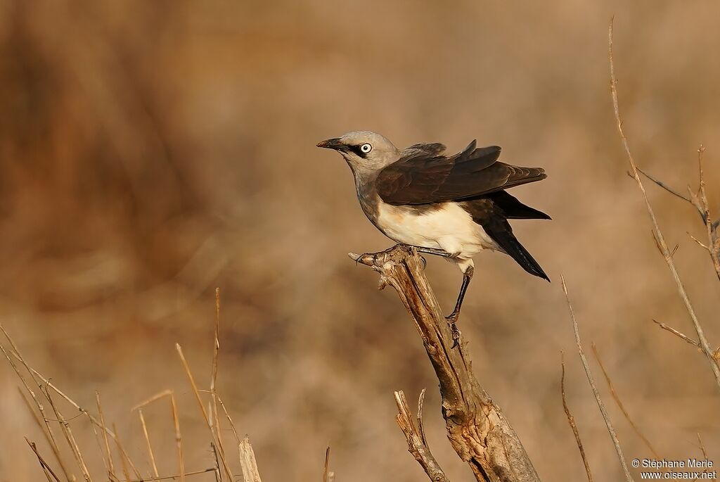 Fischer's Starlingadult